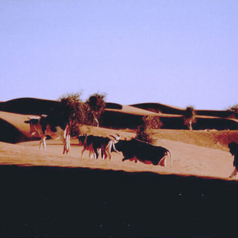 mauritanie-photo-4
